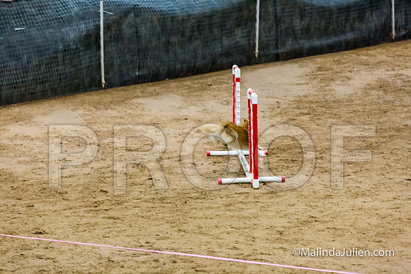 Agility FAST 4 Sun Pomeranian Zoe-JJJ_3957-HR3