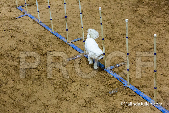 Agility FAST 8 Sun All American Dog Gracie-JJJ_4007-HR3