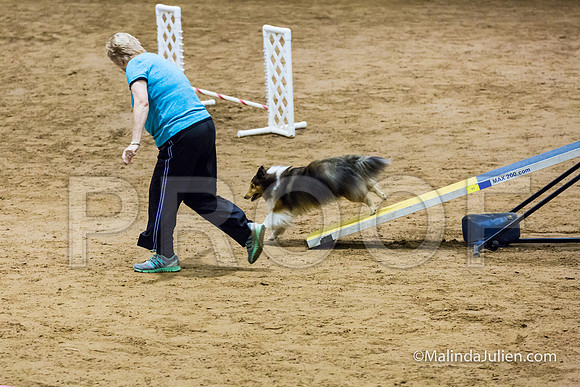 Agility FAST 8 Sun Shetland Sheepdog Lily-JJJ_3964-HR3