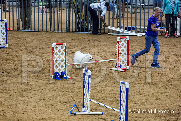 Agility STD Exc Sun 12 American Eskimo-JJJ_6404-HR3