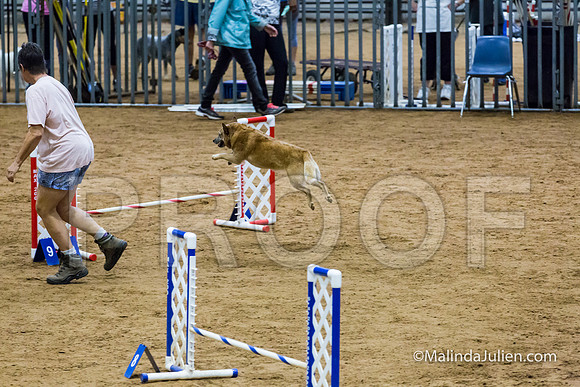 Agility STD Exc Sun 12 Australian Cattle Dog Tombi-JJJ_6293-HR3