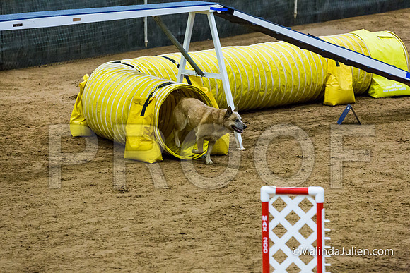 Agility STD Exc Sun 12 Australian Cattle Dog Tombi-JJJ_6294-HR3