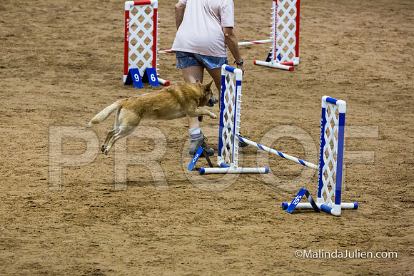Agility STD Exc Sun 12 Australian Cattle Dog Tombi-JJJ_6295-HR3