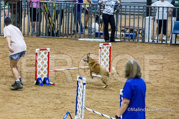 Agility STD Exc Sun 12 Australian Cattle Dog Tombi-JJJ_6296-HR3