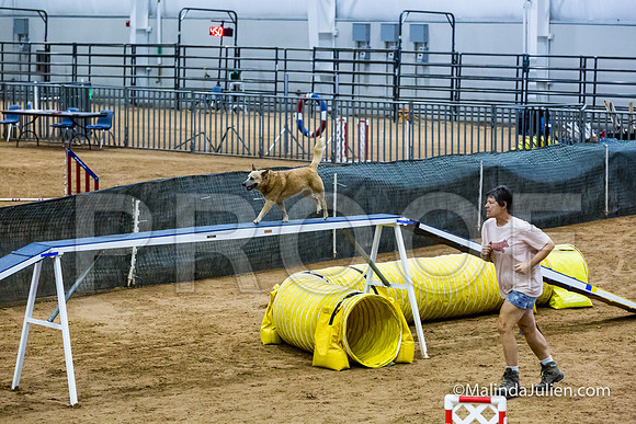 Agility STD Exc Sun 12 Australian Cattle Dog Tombi-JJJ_6298-HR3