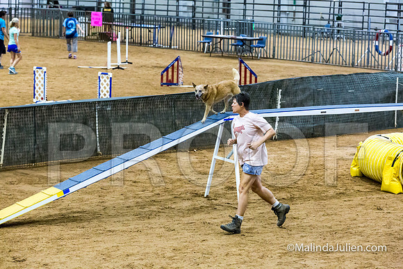 Agility STD Exc Sun 12 Australian Cattle Dog Tombi-JJJ_6299-HR3