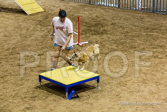 Agility STD Exc Sun 12 Australian Cattle Dog Tombi-JJJ_6305-HR3