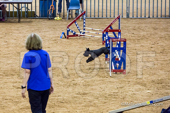 Agility STD Exc Sun 12 Miniature Schnauzer Kermit-JJJ_6257-HR3