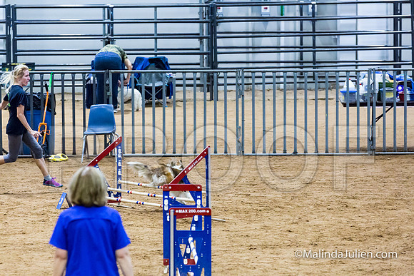 Agility STD Exc Sun 12 Shetland Sheepdog Desi-JJJ_6323-HR3