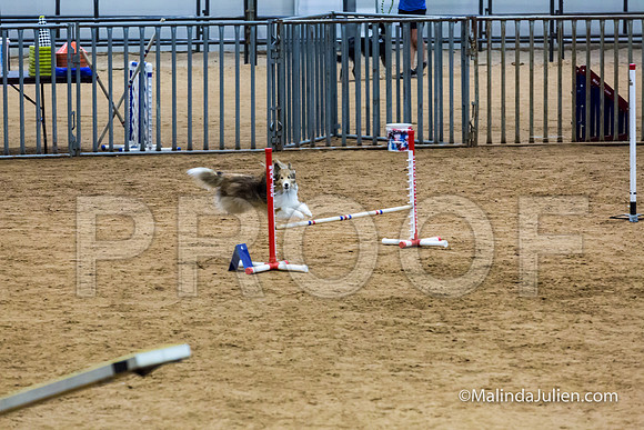 Agility STD Exc Sun 12 Shetland Sheepdog Desi-JJJ_6325-HR3