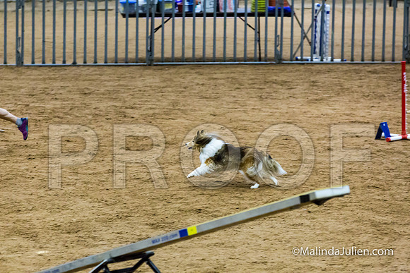 Agility STD Exc Sun 12 Shetland Sheepdog Desi-JJJ_6327-HR3