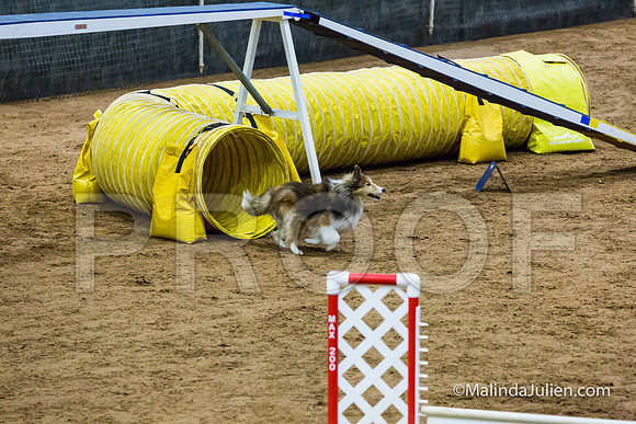 Agility STD Exc Sun 12 Shetland Sheepdog Desi-JJJ_6331-HR3