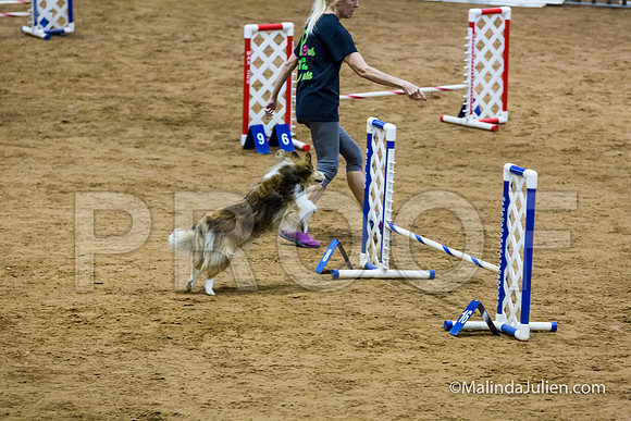 Agility STD Exc Sun 12 Shetland Sheepdog Desi-JJJ_6332-HR3
