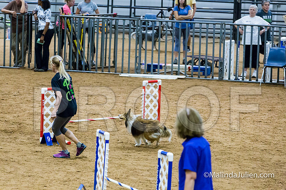 Agility STD Exc Sun 12 Shetland Sheepdog Desi-JJJ_6333-HR3