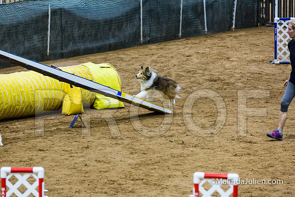 Agility STD Exc Sun 12 Shetland Sheepdog Desi-JJJ_6334-HR3