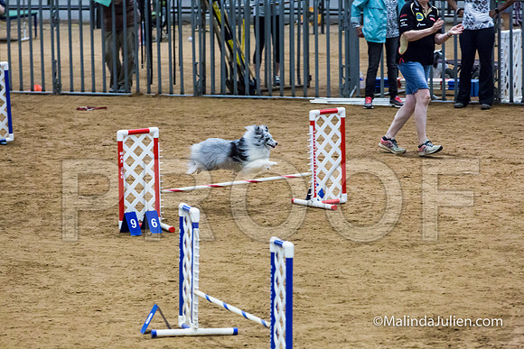 Agility STD Exc Sun 12 Shetland Sheepdog Kimi-JJJ_6109-HR3