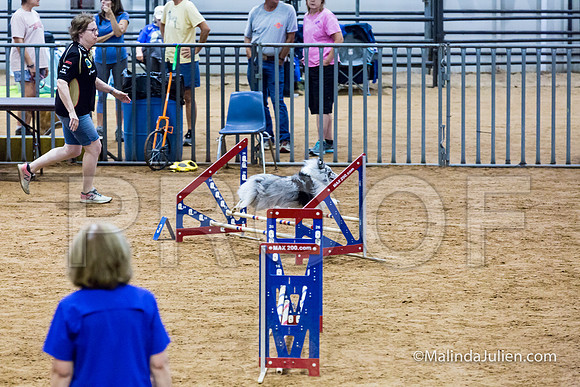 Agility STD Exc Sun 12 Shetland Sheepdog Kimi-JJJ_6110-HR3