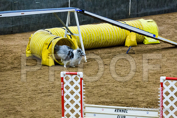 Agility STD Exc Sun 12 Shetland Sheepdog Kimi-JJJ_6116-HR3