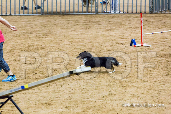 Agility STD Exc Sun 12 Shetland Sheepdog Nike-JJJ_6184-HR3