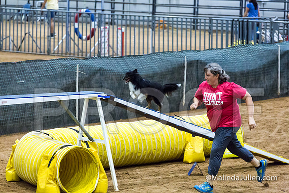 Agility STD Exc Sun 12 Shetland Sheepdog Nike-JJJ_6190-HR3