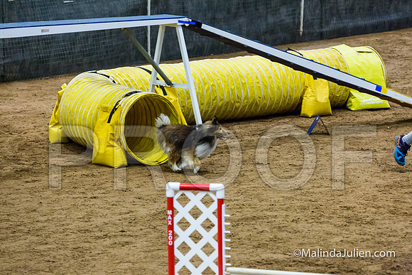 Agility STD Exc Sun 12 Shetland Sheepdog Piper-JJJ_6154-HR3