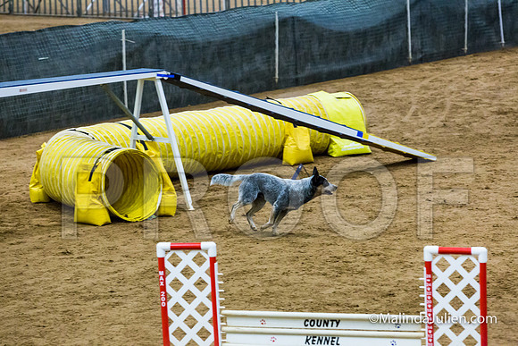 Agility STD Exc Sun 16 Australian Cattle Dog 1-JJJ_6477-HR3