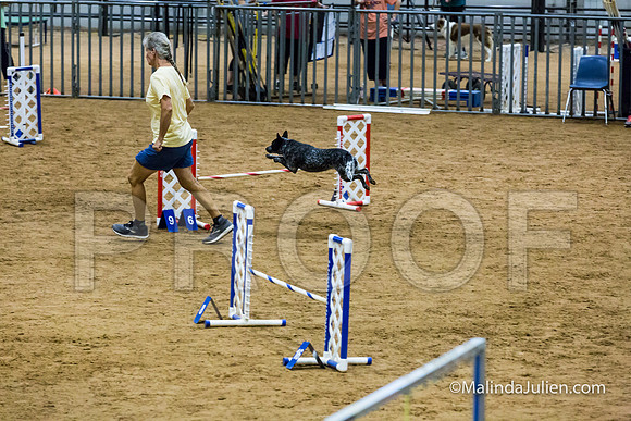 Agility STD Exc Sun 16 Australian Cattle Dog Allie-JJJ_6758-HR3