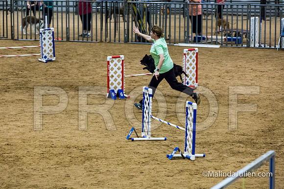 Agility STD Exc Sun 16 Australian Cattle Dog Envy-JJJ_6796-HR3