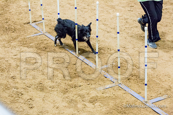 Agility STD Exc Sun 16 Australian Cattle Dog Envy-JJJ_6806-HR3