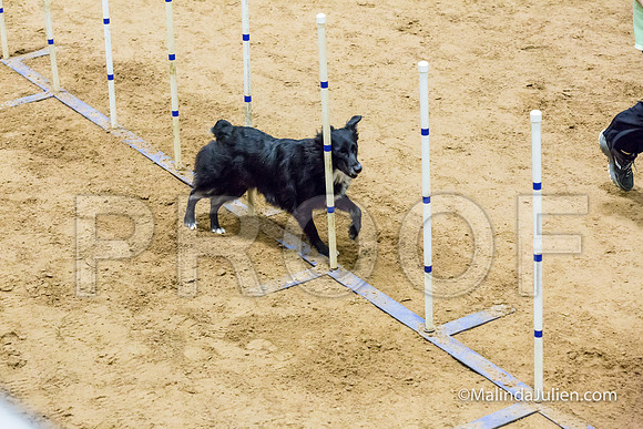 Agility STD Exc Sun 16 Australian Cattle Dog Envy-JJJ_6808-HR3