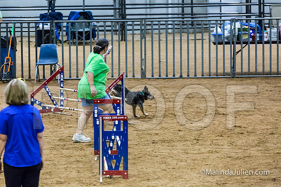 Agility STD Exc Sun 16 Australian Cattle Dog Super Bee-JJJ_6511-HR3