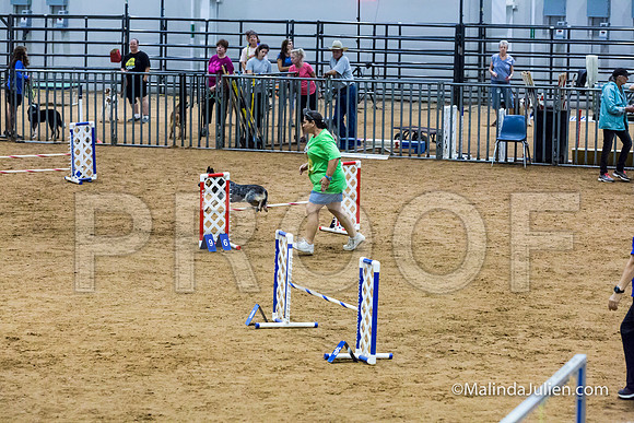 Agility STD Exc Sun 16 Australian Cattle Dog Super Bee-JJJ_6514-HR3