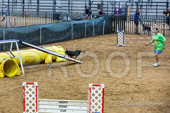 Agility STD Exc Sun 16 Australian Cattle Dog Super Bee-JJJ_6515-HR3