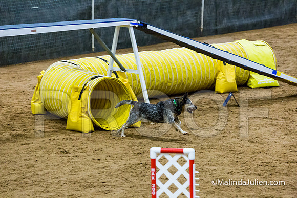 Agility STD Exc Sun 16 Australian Cattle Dog Super Bee-JJJ_6516-HR3