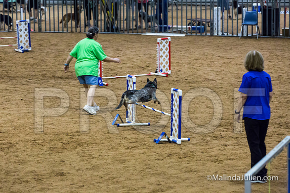 Agility STD Exc Sun 16 Australian Cattle Dog Super Bee-JJJ_6518-HR3