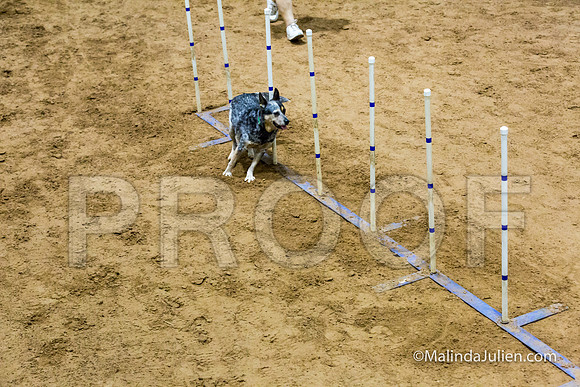 Agility STD Exc Sun 16 Australian Cattle Dog Super Bee-JJJ_6527-HR3