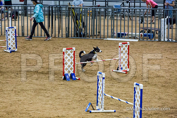 Agility STD Exc Sun 16 Border Collie Fly-JJJ_6550-HR3