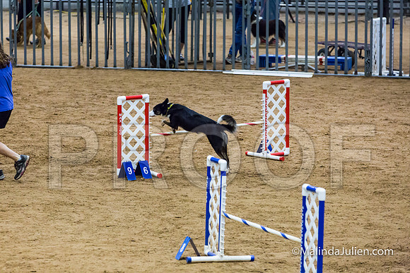 Agility STD Exc Sun 16 Border Collie Fly-JJJ_6560-HR3