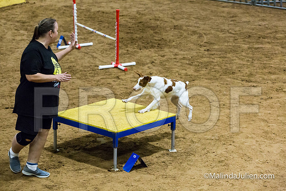 Agility STD Exc Sun 16 Brittany Dot-JJJ_6599-HR3