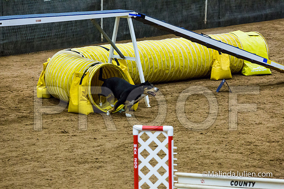 Agility STD Exc Sun 16 Entlebucher Mountain Dog Skylar-JJJ_6731-HR3