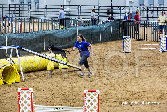 Agility STD Exc Sun 16 Entlebucher Mountain Dog Skylar-JJJ_6735-HR3