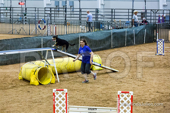 Agility STD Exc Sun 16 Entlebucher Mountain Dog Skylar-JJJ_6736-HR3