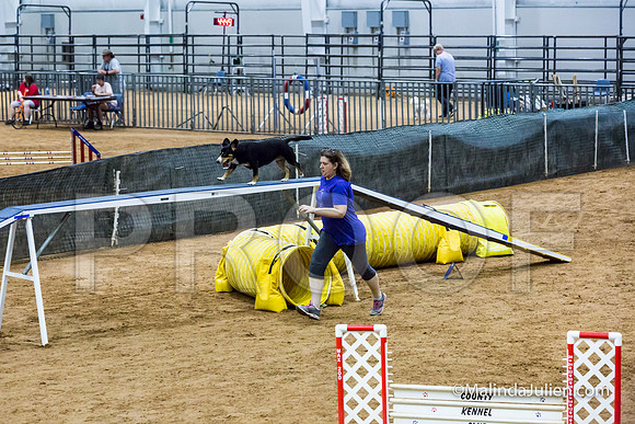 Agility STD Exc Sun 16 Entlebucher Mountain Dog Skylar-JJJ_6737-HR3