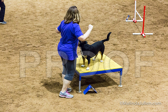 Agility STD Exc Sun 16 Entlebucher Mountain Dog Skylar-JJJ_6741-HR3