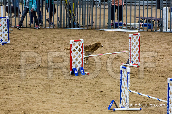 Agility STD Exc Sun 16 Nova Scotia Duck Tolling Retriever Meri-JJJ_6616-HR3