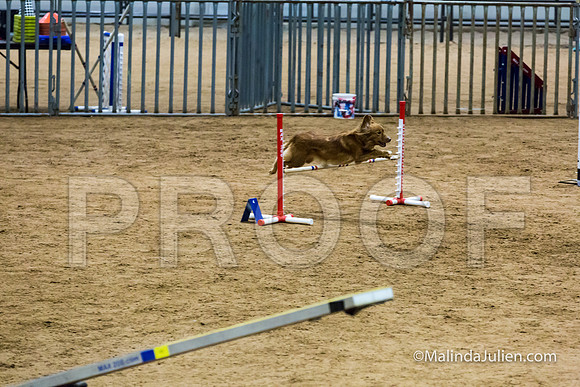 Agility STD Exc Sun 16 Nova Scotia Duck Tolling Retriever Meri-JJJ_6619-HR3