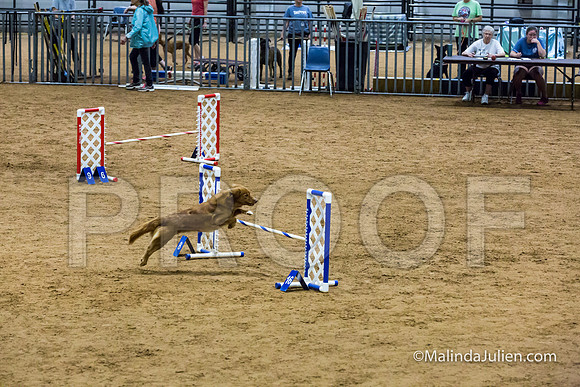 Agility STD Exc Sun 16 Nova Scotia Duck Tolling Retriever Meri-JJJ_6635-HR3