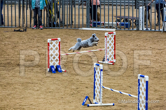 Agility STD Exc Sun 16 Pumi Borsi-JJJ_6646-HR3