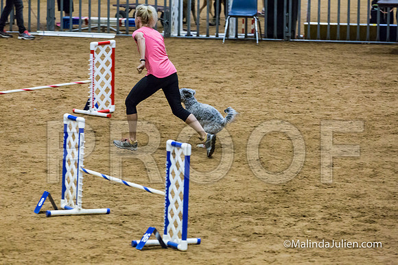 Agility STD Exc Sun 16 Pumi Borsi-JJJ_6651-HR3