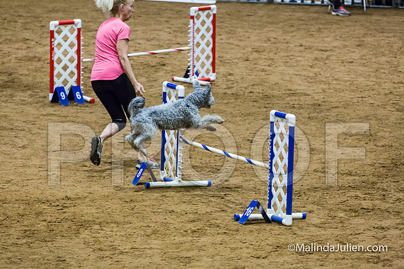 Agility STD Exc Sun 16 Pumi Borsi-JJJ_6654-HR3